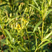 Green plant with narrow leaves, featuring many yellow flower buds and small open yellow flowers.