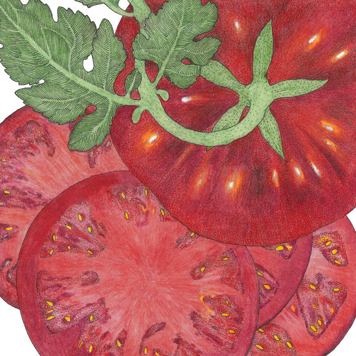 Heirloom red tomato illustration, whole with vine and leaves, and sliced sections revealing yellow seeds.