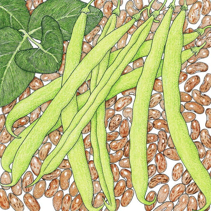 Fresh green bean pods and leaves with scattered brown pinto beans. Healthy garden harvest.