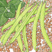 Fresh green bean pods and leaves with scattered brown pinto beans. Healthy garden harvest.