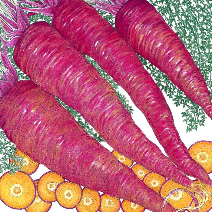 Vibrant purple carrots with green tops and sliced orange carrots, showcasing colorful root vegetables.