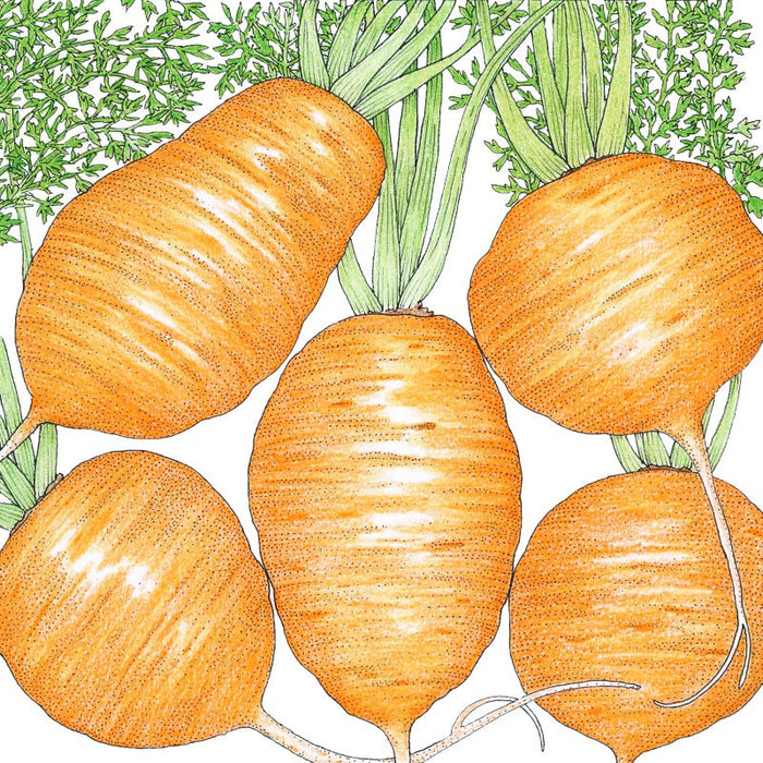 Illustration of plump orange carrots with vibrant green tops. Fresh, healthy root vegetables for gardening & cooking.