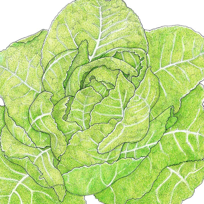 Vibrant green lettuce head illustration with detailed leaves. Fresh leafy vegetable, healthy garden produce.