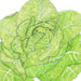 Vibrant green lettuce head illustration with detailed leaves. Fresh leafy vegetable, healthy garden produce.