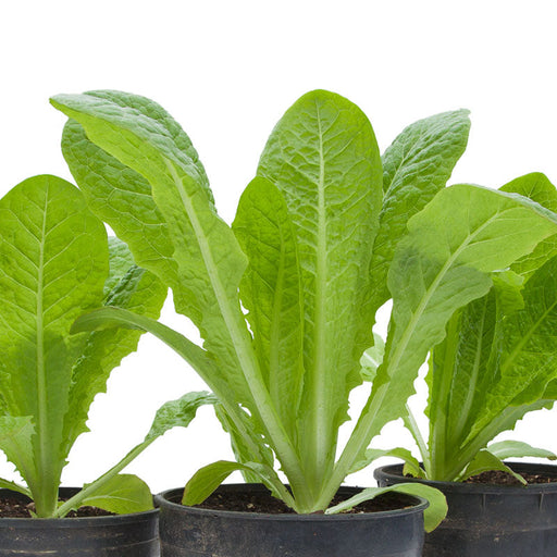 Healthy green Romaine lettuce plants growing in black pots.