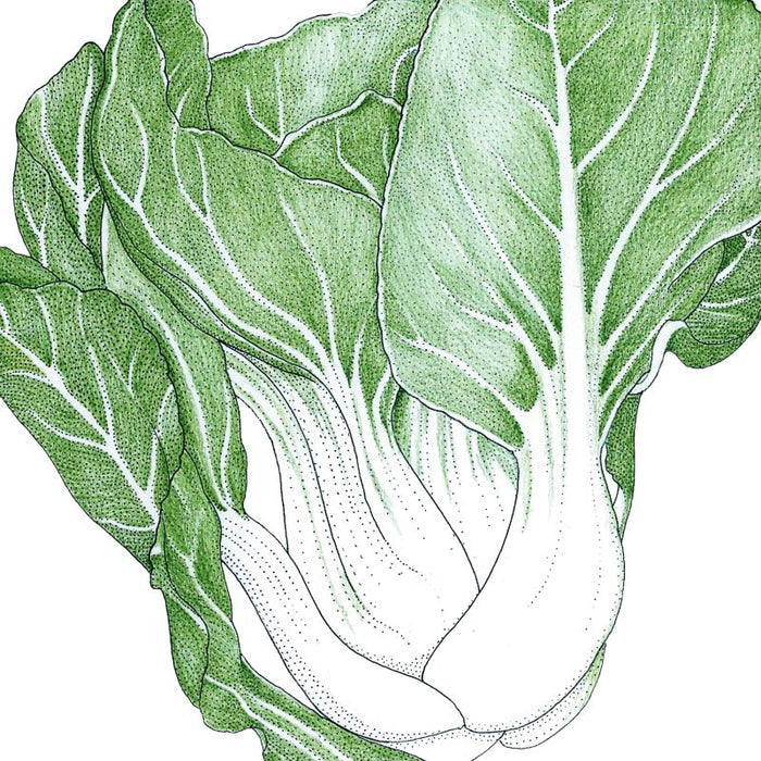 Fresh bok choy illustration with vibrant green leaves and white stalks. Healthy Asian vegetable.