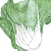 Fresh bok choy illustration with vibrant green leaves and white stalks. Healthy Asian vegetable.