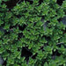 Lush green oregano plants in black nursery pots. Fresh herb seedlings for cooking and gardening.