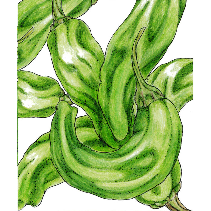 Vibrant green striped peppers illustration. Fresh garden produce, delicious vegetables.