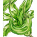 Vibrant green striped peppers illustration. Fresh garden produce, delicious vegetables.