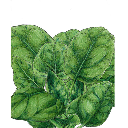 Vibrant green spinach leaves, healthy leafy vegetable.