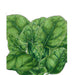 Vibrant green spinach leaves, healthy leafy vegetable.