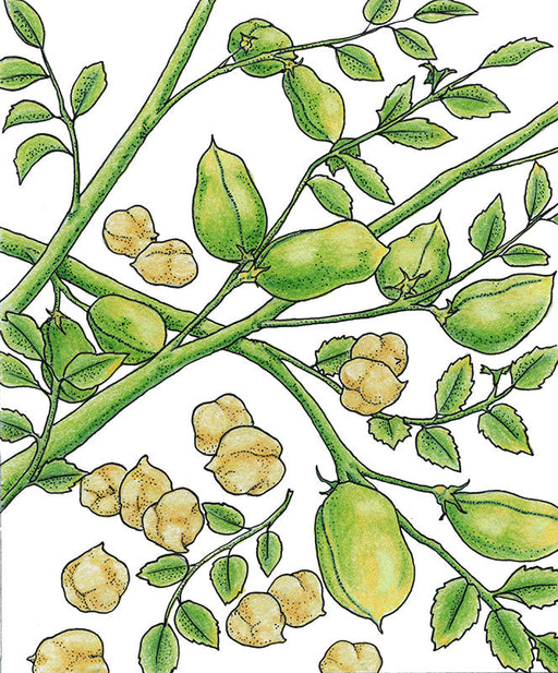 Green chickpea plant illustration: pods, leaves, and loose garbanzo beans. Healthy, protein-rich legume crop.