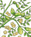 Green chickpea plant illustration: pods, leaves, and loose garbanzo beans. Healthy, protein-rich legume crop.