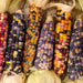 Vibrant Glass Gem corn ears with multi-colored kernels: purple, yellow, orange, red, blue. Heirloom ornamental corn for fall.