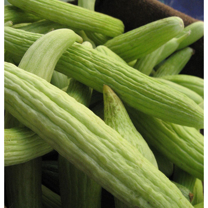 Fresh light green Armenian ribbed cucumbers, a healthy and crisp vegetable.