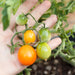 Hand holding ripening cherry tomatoes on the vine. Green and orange garden-fresh produce.