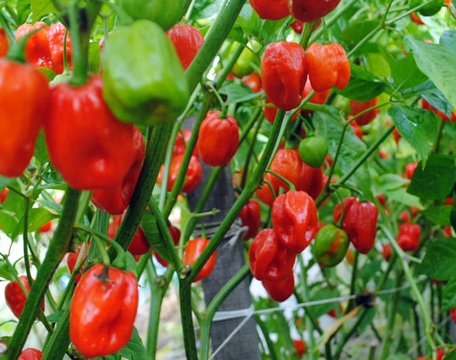 Ripe red and unripe green habanero peppers thriving on a lush plant, ready for harvest.