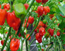 Ripe red and unripe green habanero peppers thriving on a lush plant, ready for harvest.