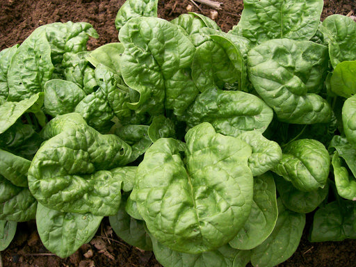 Vibrant green spinach leaves growing in rich garden soil. Fresh, healthy organic leafy vegetable.