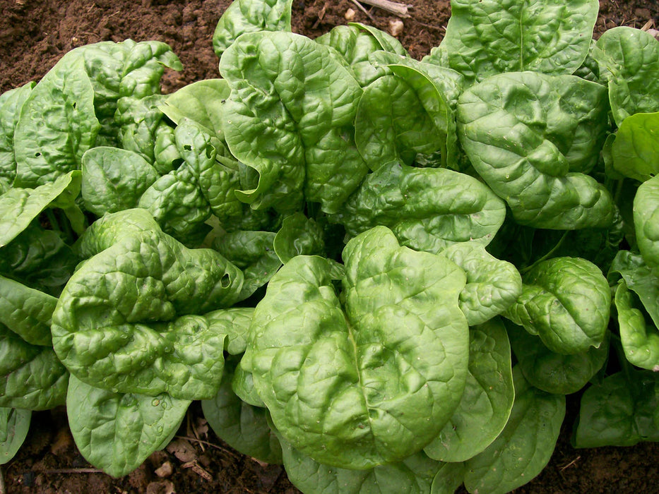 Vibrant green spinach leaves growing in rich garden soil. Fresh, healthy organic leafy vegetable.