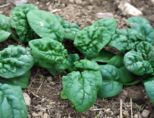Healthy spinach plants with dark green, crinkled leaves growing in fertile garden soil.