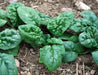 Healthy spinach plants with dark green, crinkled leaves growing in fertile garden soil.