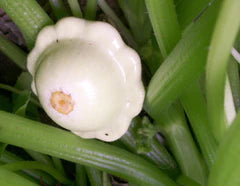 Fresh light green pattypan squash growing on a plant. Summer garden vegetable, healthy produce.