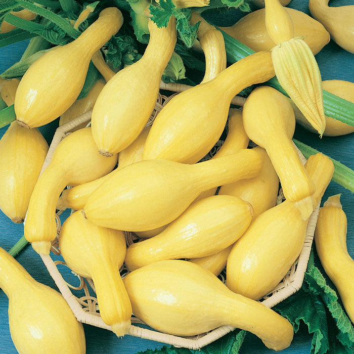 Bright yellow crookneck and summer squash in a basket, with green leaves and a flower. Fresh garden harvest.