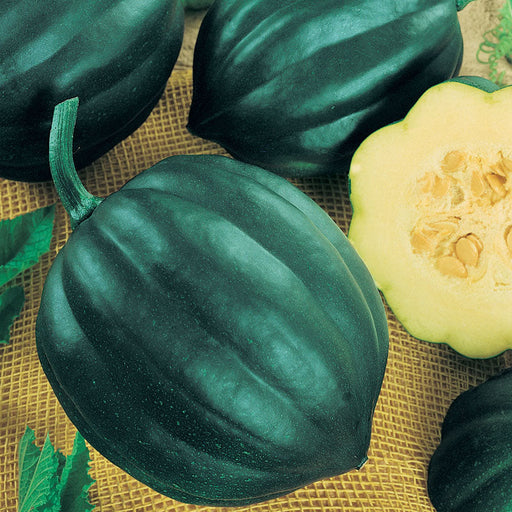 Fresh dark green acorn squash, whole and halved, revealing pale yellow flesh and seeds. Delicious winter vegetable.
