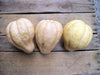 Three pale, ribbed gourds on rustic wood. Unique winter squash for fall decor, harvest, or cooking.