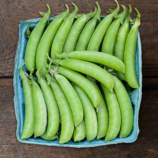 Fresh green sugar snap peas in a blue carton on a rustic wooden table.