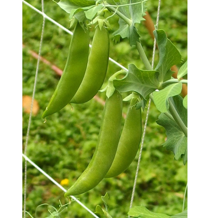 Green pea pods growing on a trellis in a garden. Fresh sugar snap peas ready for harvest.