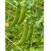 Green pea pods growing on a trellis in a garden. Fresh sugar snap peas ready for harvest.