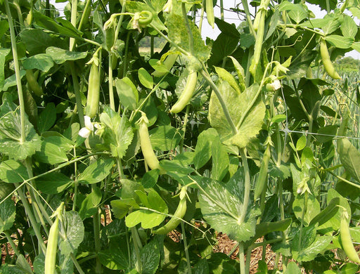 Lush green pea plants with developing pods and white blossoms growing in a sunny garden.