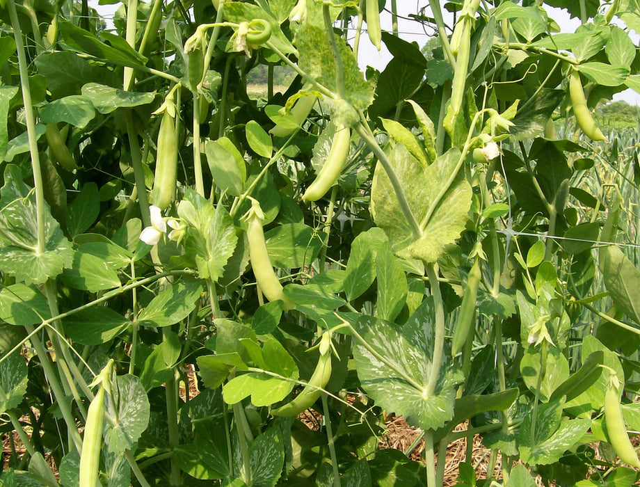 Lush green pea plants with developing pods and white blossoms growing in a sunny garden.