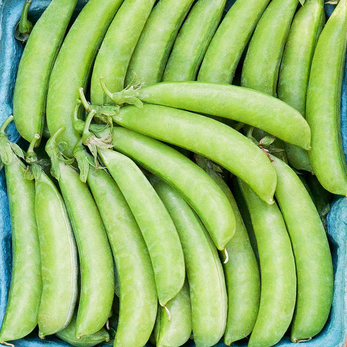 Fresh bright green sugar snap pea pods, healthy organic garden vegetables.