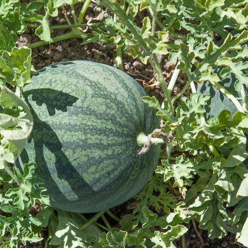 Dark green striped watermelon growing on vine in garden soil, surrounded by green leaves. Fresh produce.