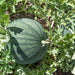 Dark green striped watermelon growing on vine in garden soil, surrounded by green leaves. Fresh produce.