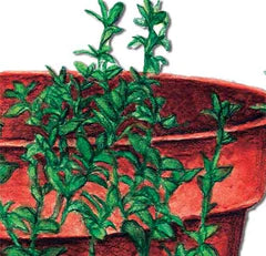 Fresh green herbs growing in a terracotta pot. Ideal for kitchen gardening, culinary use, and home decor.