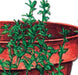 Fresh green herbs growing in a terracotta pot. Ideal for kitchen gardening, culinary use, and home decor.