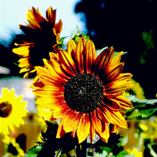 Vibrant bicolor sunflower with red-orange and yellow petals, dark center. Garden flowers.