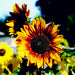Vibrant bicolor sunflower with red-orange and yellow petals, dark center. Garden flowers.