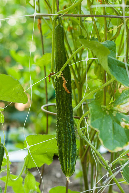 Long green cucumber growing vertically on a garden trellis. Fresh, ridged vegetable ripening on the vine.