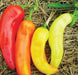 Red, orange, and two yellow sweet peppers on straw. Fresh colorful garden produce.
