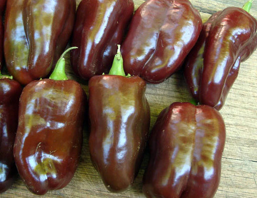 Fresh, ripe chocolate bell peppers, dark red-brown with green stems, on a rustic wooden table. Sweet peppers.