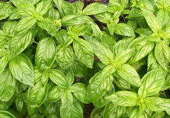 Vibrant green basil leaves, fresh culinary herb for pesto, cooking, and home gardening.
