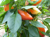 Ripe orange and ripening yellow bell peppers on a plant with green leaves. Garden harvest.