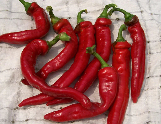 Fresh, vibrant red chili peppers with green stems on a white textured cloth. Spicy cooking ingredient.