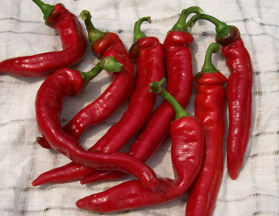 Fresh, vibrant red chili peppers with green stems on a white textured cloth. Spicy cooking ingredient.